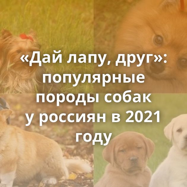 «Дай лапу, друг»: популярные породы собак у россиян в 2021 году