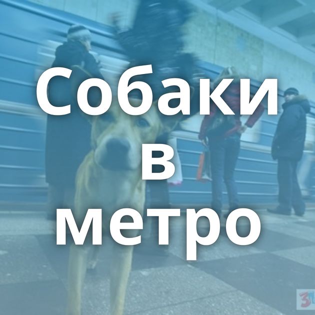 Собаки в метро