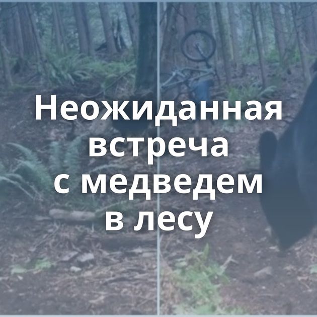 Неожиданная встреча с медведем в лесу