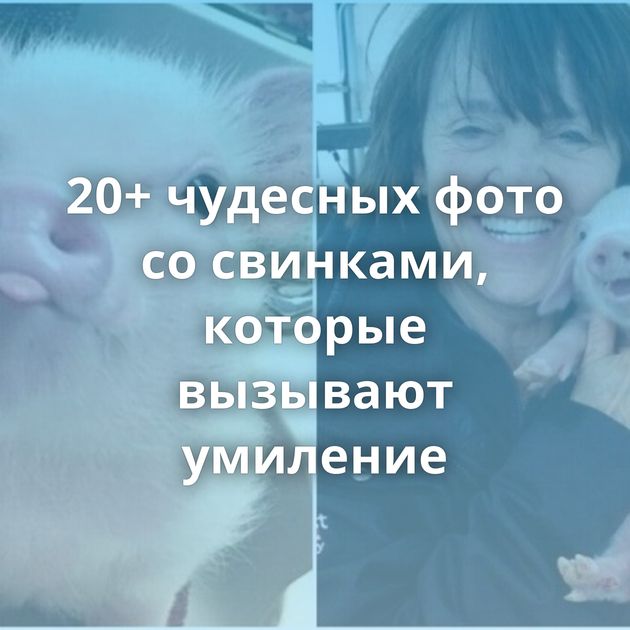 20+ чудесных фото со свинками, которые вызывают умиление