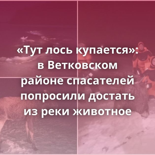 «Тут лось купается»: в Ветковском районе спасателей попросили достать из реки животное