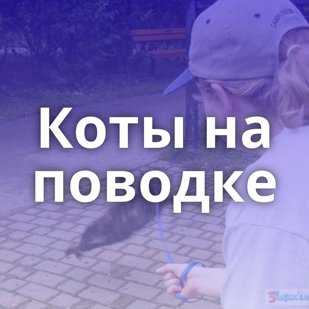 Коты на поводке