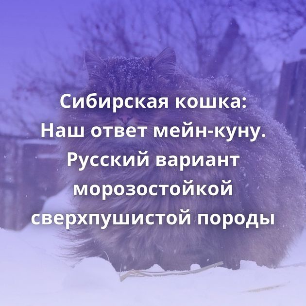 Сибирская кошка: Наш ответ мейн-куну. Русский вариант морозостойкой сверхпушистой породы
