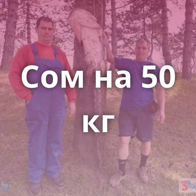 Сом на 50 кг