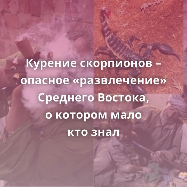 Курение скорпионов – опасное «развлечение» Среднего Востока, о котором мало кто знал