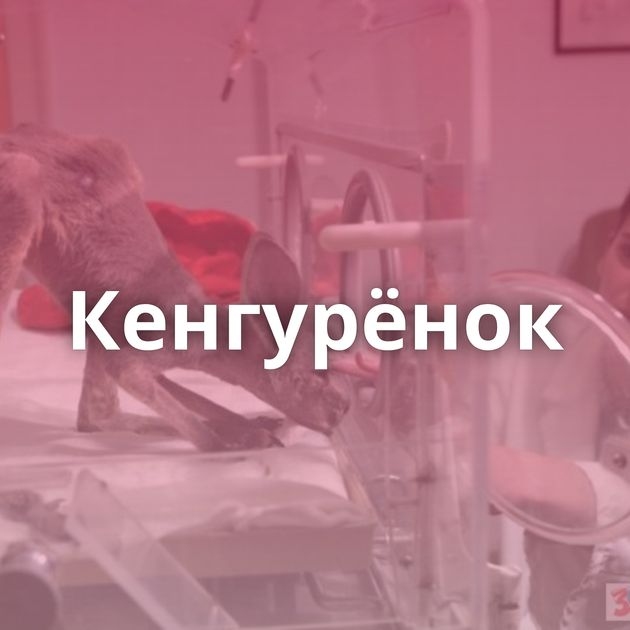 Кенгурёнок