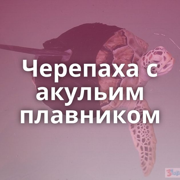 Черепаха с акульим плавником