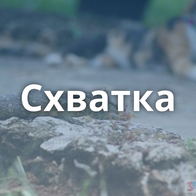 Схватка