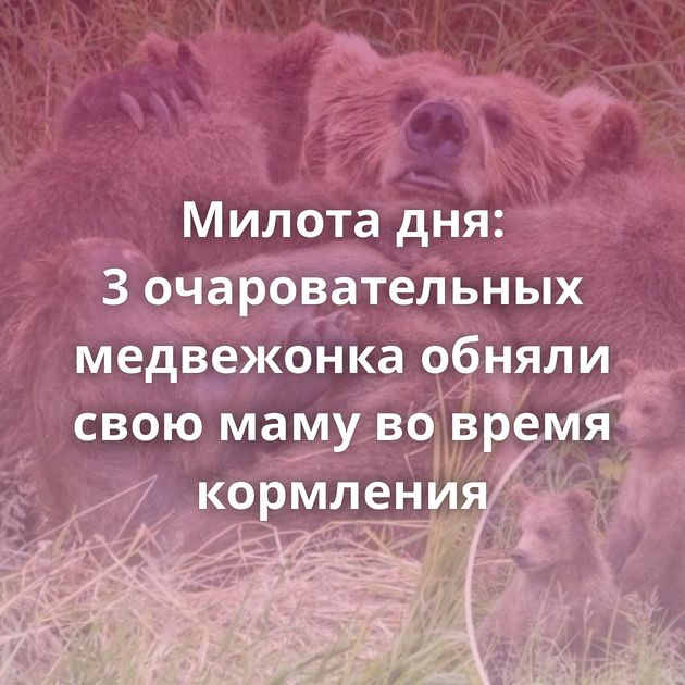 Милота дня: 3 очаровательных медвежонка обняли свою маму во время кормления