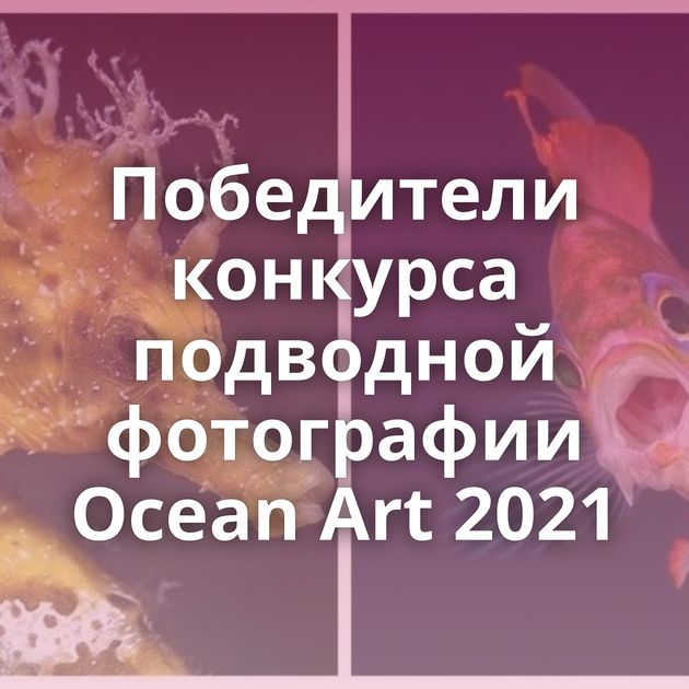 Победители конкурса подводной фотографии Ocean Art 2021