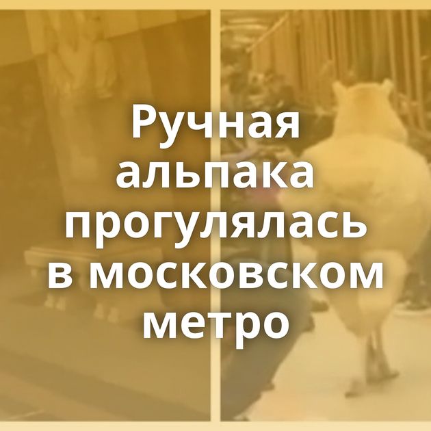 Ручная альпака прогулялась в московском метро