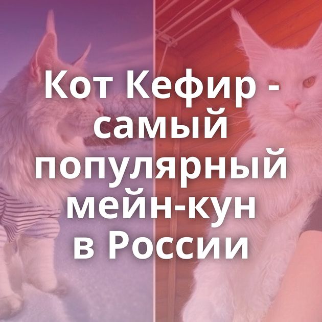 Кот Кефир - самый популярный мейн-кун в России