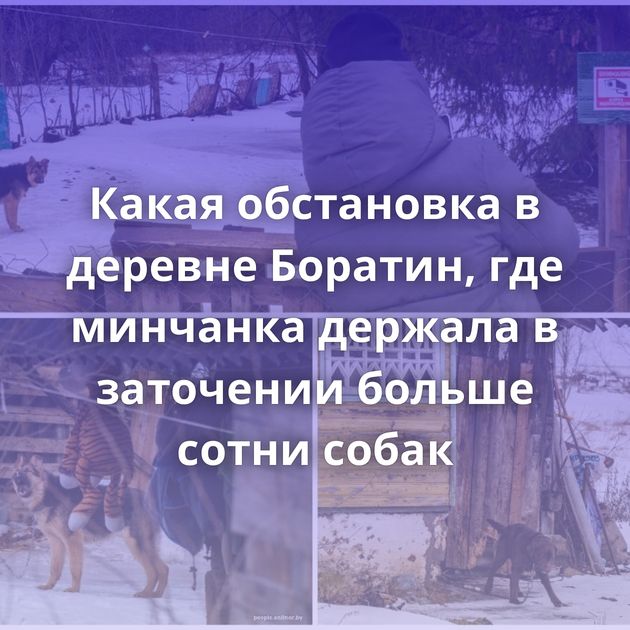 Какая обстановка в деревне Боратин, где минчанка держала в заточении больше сотни собак