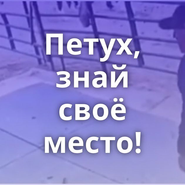 Петух, знай своё место!