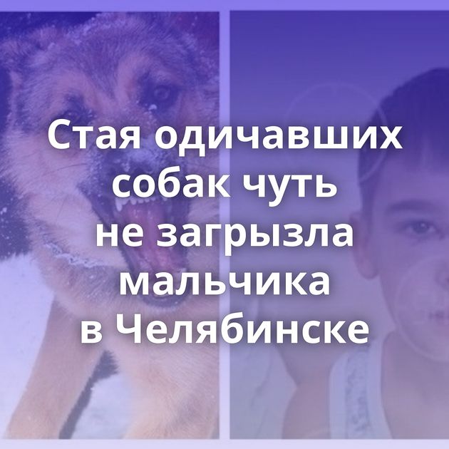 Стая одичавших собак чуть не загрызла мальчика в Челябинске