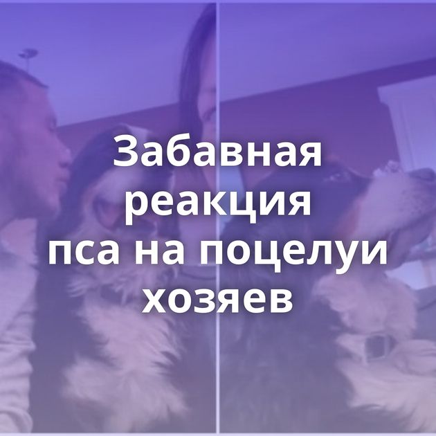 Забавная реакция пса на поцелуи хозяев