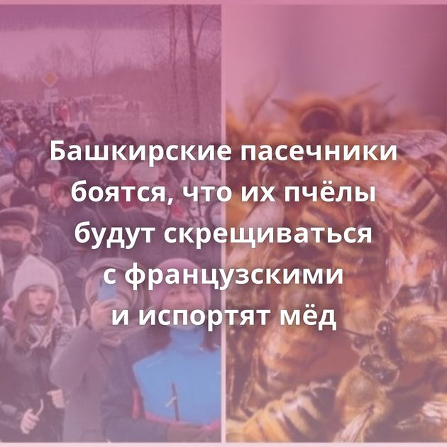Башкирские пасечники боятся, что их пчёлы будут скрещиваться с французскими и испортят мёд