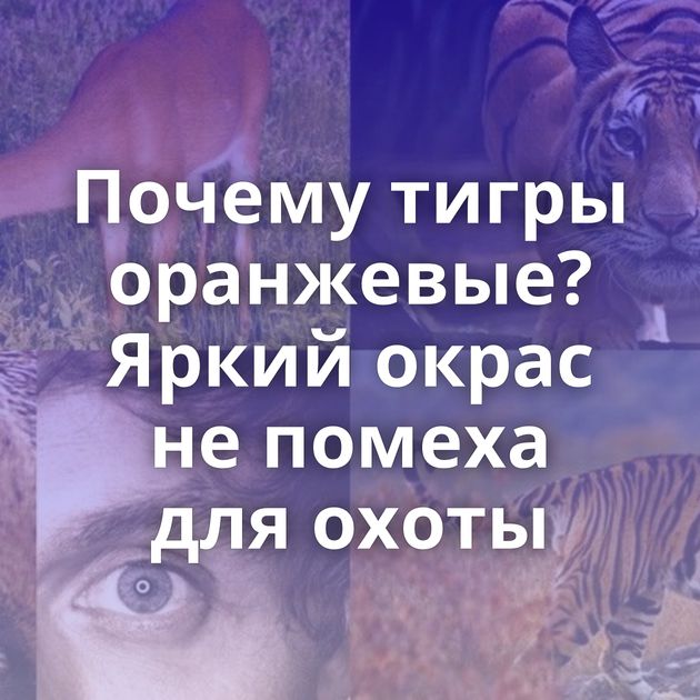 Почему тигры оранжевые? Яркий окрас не помеха для охоты