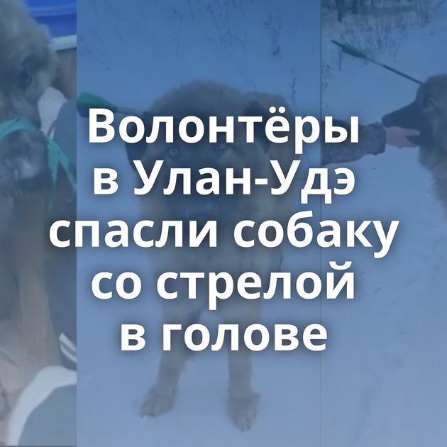 Волонтёры в Улан-Удэ спасли собаку со стрелой в голове