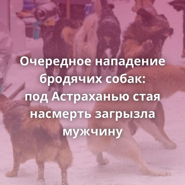 Очередное нападение бродячих собак: под Астраханью стая насмерть загрызла мужчину