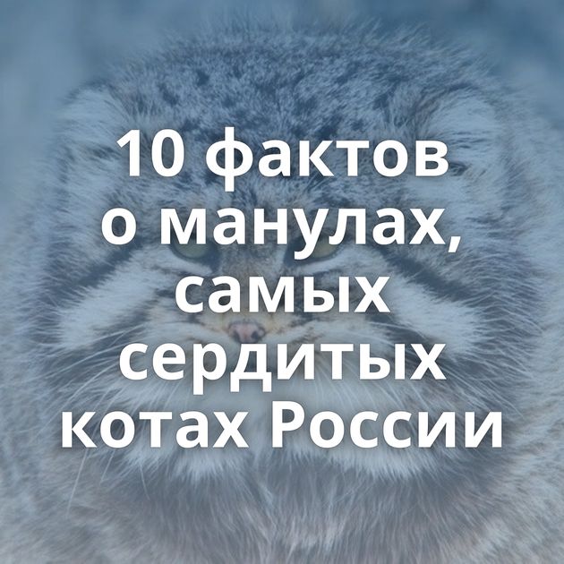 10 фактов о манулах, самых сердитых котах России
