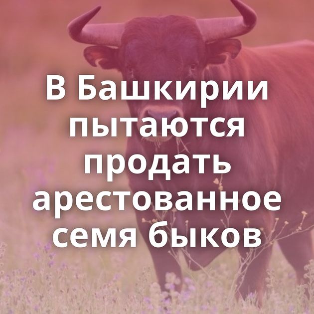 В Башкирии пытаются продать арестованное семя быков