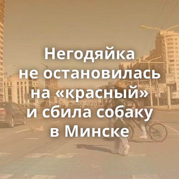 Негодяйка не остановилась на «красный» и сбила собаку в Минске
