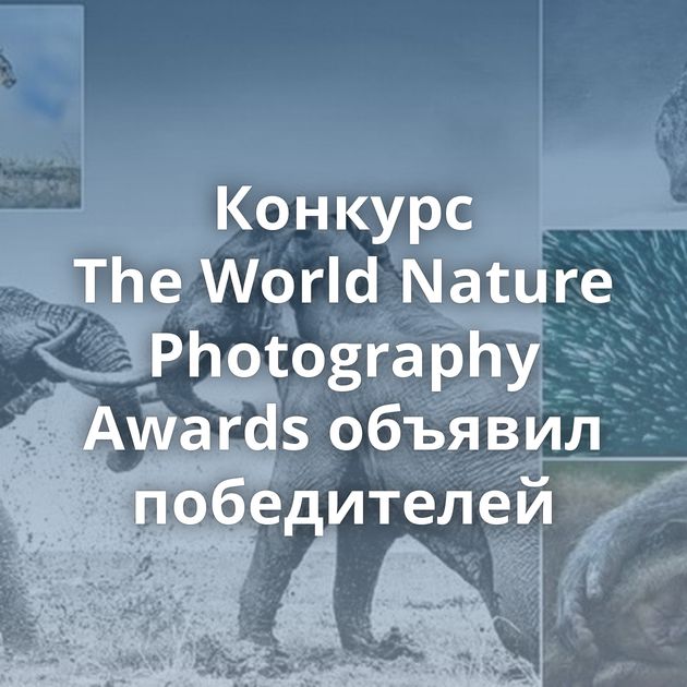 Конкурс The World Nature Photography Awards объявил победителей