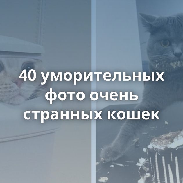 40 уморительных фото очень странных кошек