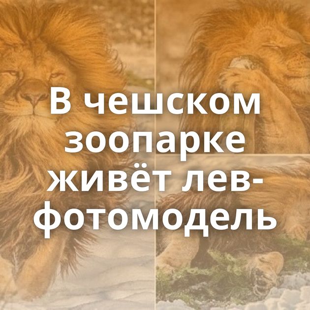 В чешском зоопарке живёт лев-фотомодель