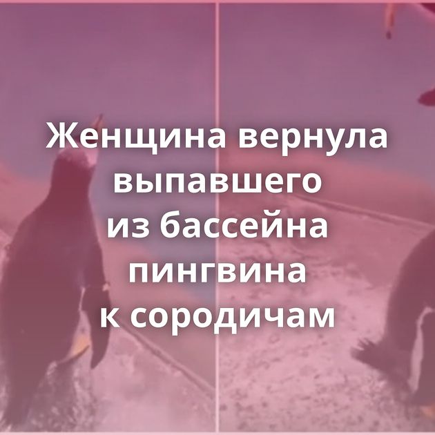 Женщина вернула выпавшего из бассейна пингвина к сородичам