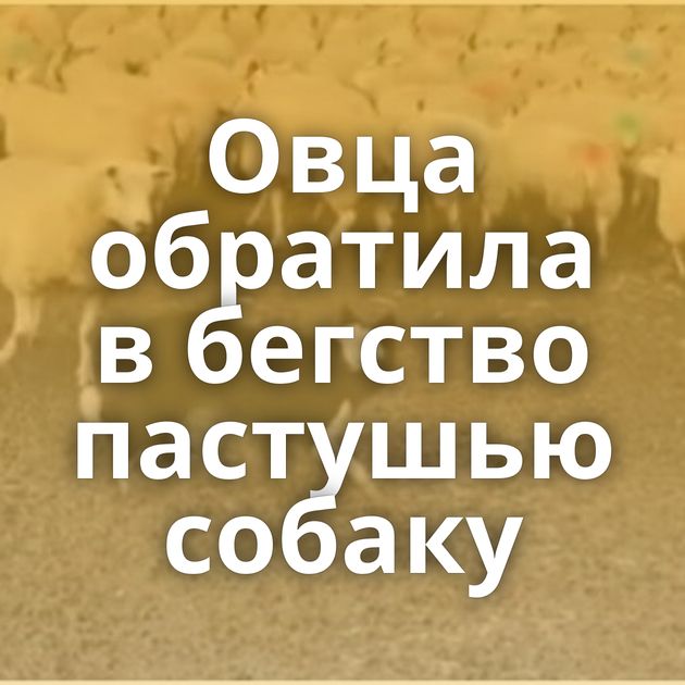 Овца обратила в бегство пастушью собаку