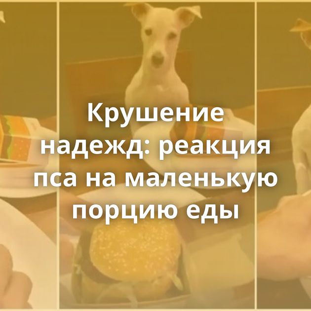 Крушение надежд: реакция пса на маленькую порцию еды