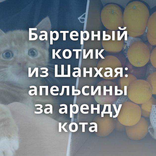 Бартерный котик из Шанхая: апельсины за аренду кота