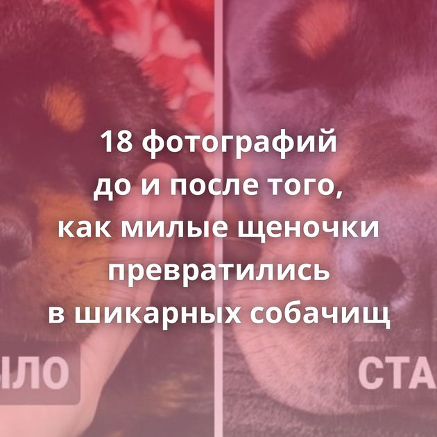18 фотографий до и после того, как милые щеночки превратились в шикарных собачищ