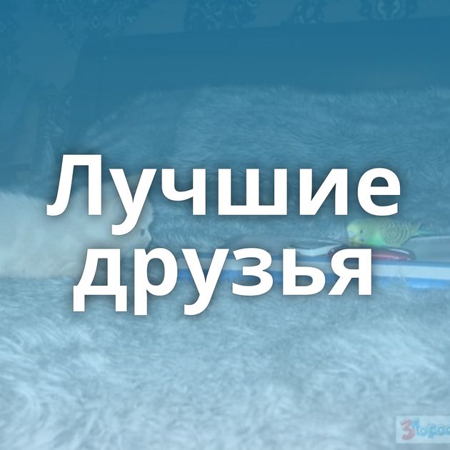 Лучшие друзья