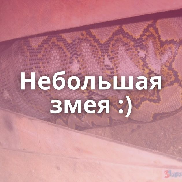 Небольшая змея :)