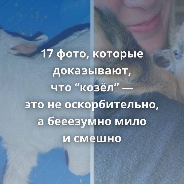 17 фото, которые доказывают, что “козёл” — это не оскорбительно, а бееезумно мило и смешно