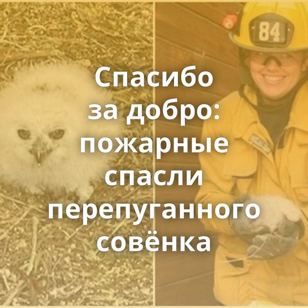 Спасибо за добро: пожарные спасли перепуганного совёнка