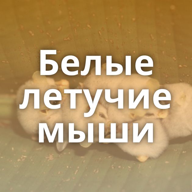 Белые летучие мыши