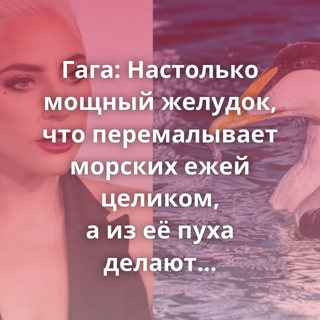 Гага: Настолько мощный желудок, что перемалывает морских ежей целиком, а из её пуха делают одежду…
