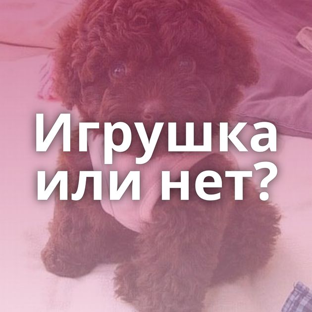 Игрушка или нет?