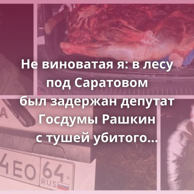 Не виноватая я: в лесу под Саратовом был задержан депутат Госдумы Рашкин с тушей убитого лося