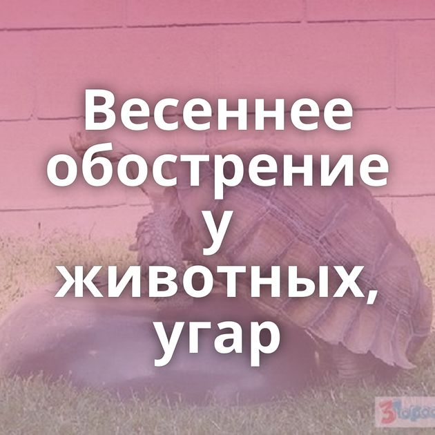 Весеннее обострение у животных, угар