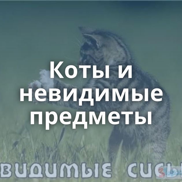 Коты и невидимые предметы