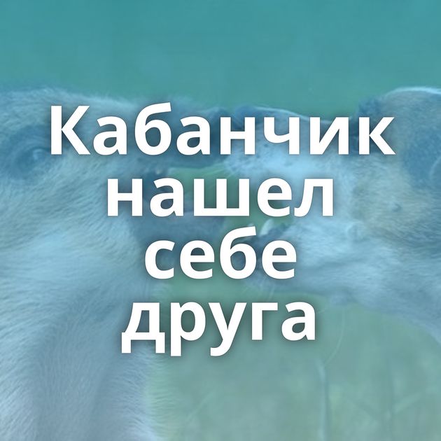 Кабанчик нашел себе друга