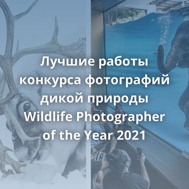 Лучшие работы конкурса фотографий дикой природы Wildlife Photographer of the Year 2021
