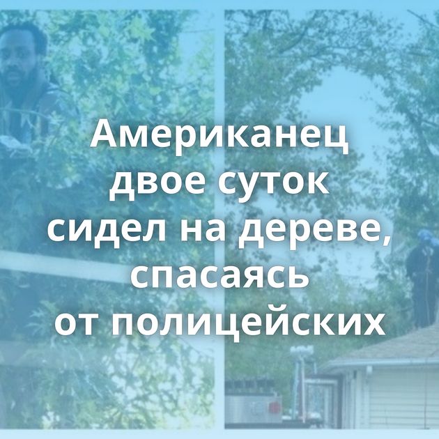 Американец двое суток сидел на дереве, спасаясь от полицейских