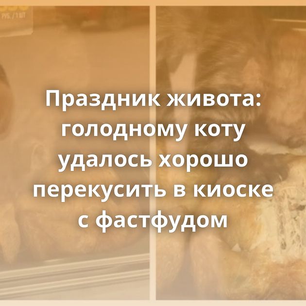 Праздник живота: голодному коту удалось хорошо перекусить в киоске с фастфудом