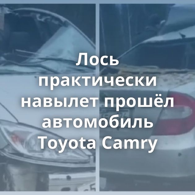 Лось практически навылет прошёл автомобиль Toyota Camry